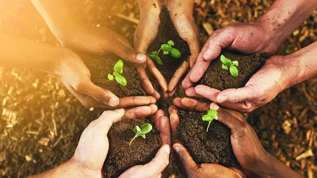 Hands in a pattern around a plant